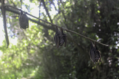 Luis Escobar, assistant professor of wildlife conservation in the College of Natural Resources and Environment, undergraduate students, and graduate students studied vampire bats in Colombia during a summer research trip. Photo courtesy of Paige Van de Vuurst.